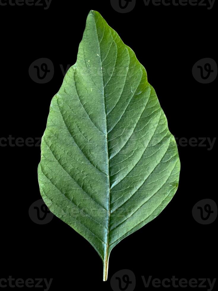 close up of leaf spinach texture background photo