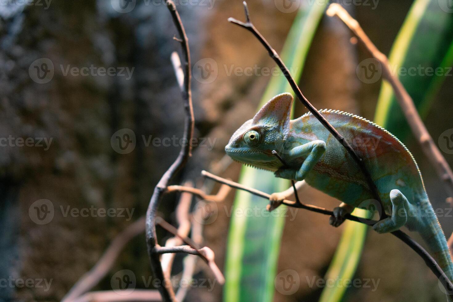 Beautiful chameleon climbing on branch tree waiting for hunt with camoflauge with blurry background photo
