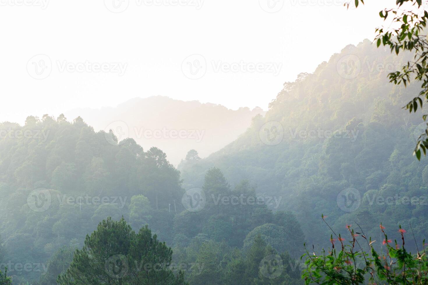 Beautiful background of forest pine trees with fog and silhouette nature photo