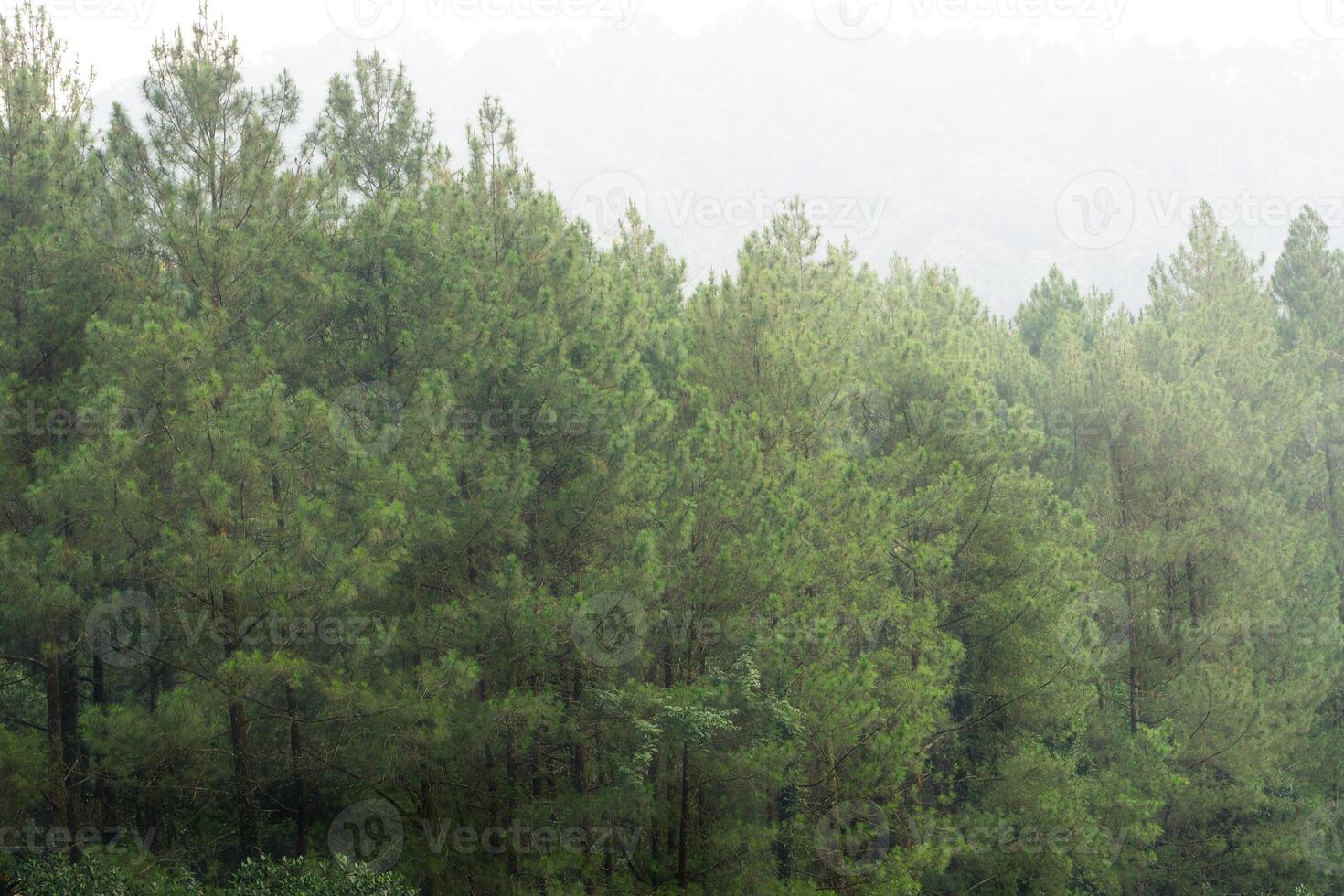Beautiful background of forest pine trees with fog and silhouette nature photo