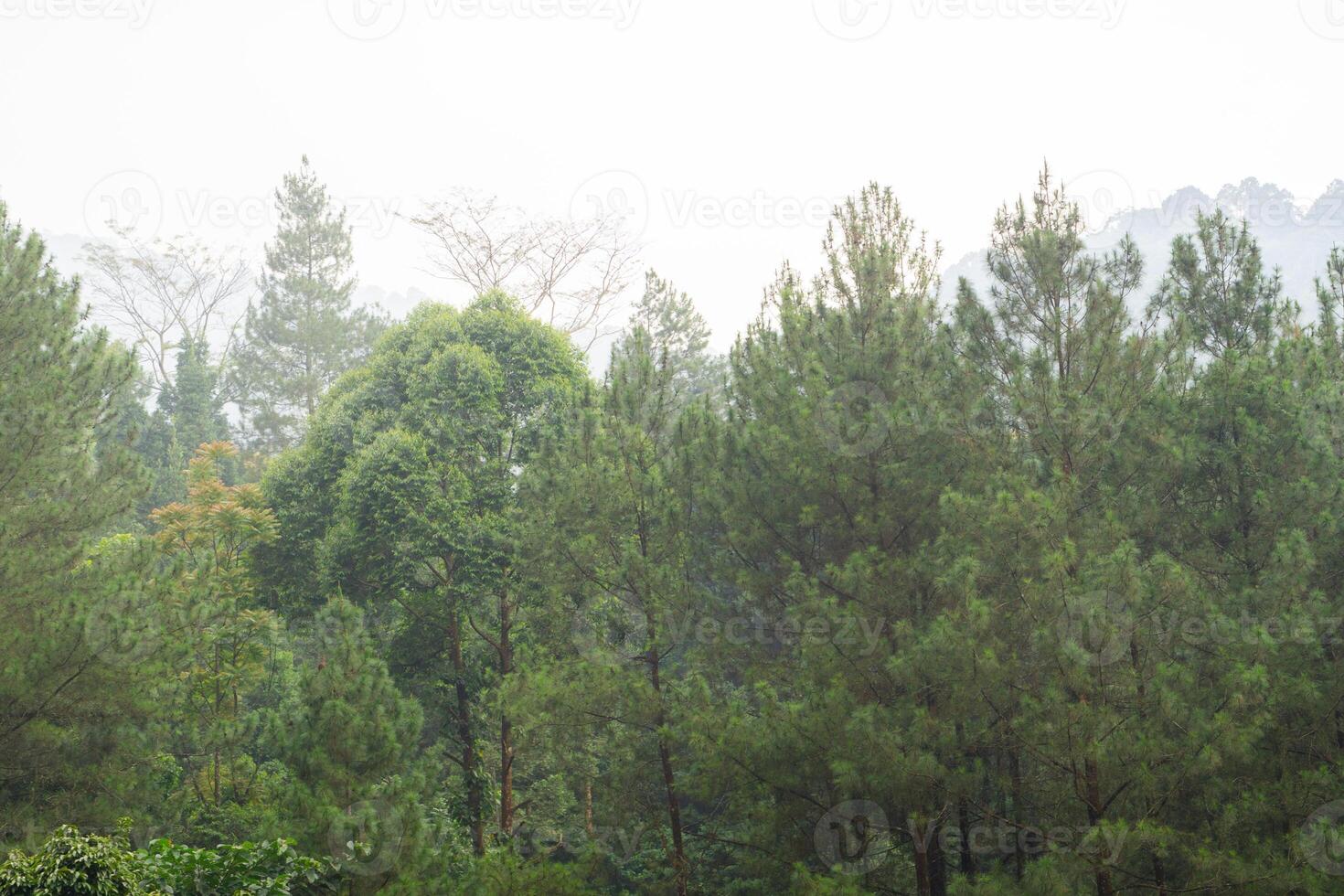 Beautiful background of forest pine trees with fog and silhouette nature photo