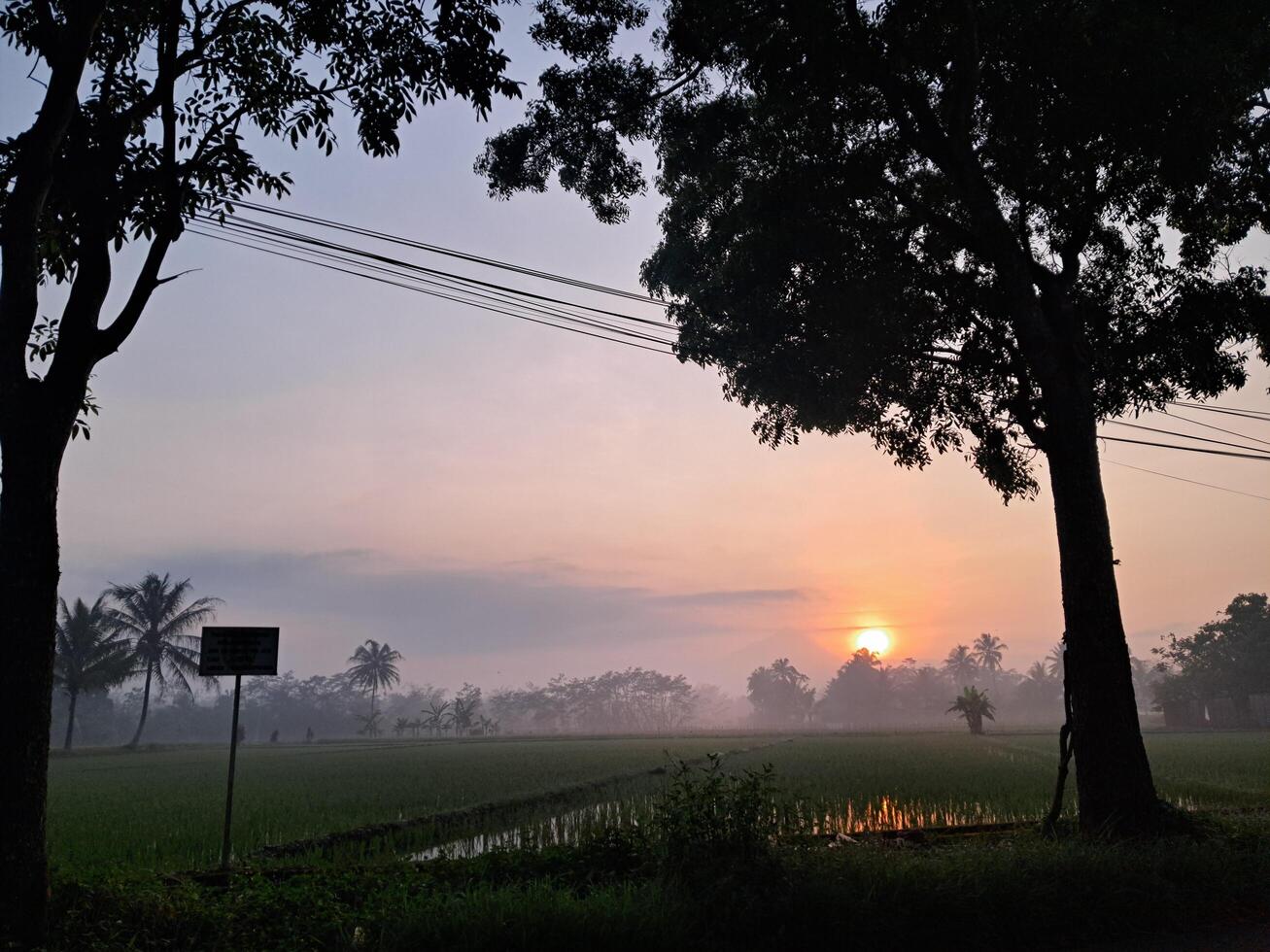view of warm sunrise and rice fields photo