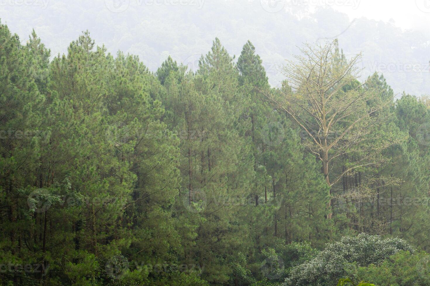 Beautiful background of forest pine trees with fog and silhouette nature photo