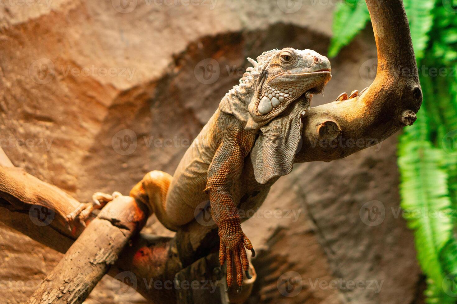 Red iguana is perching on tree branch. Blurry background animal wildlife photo