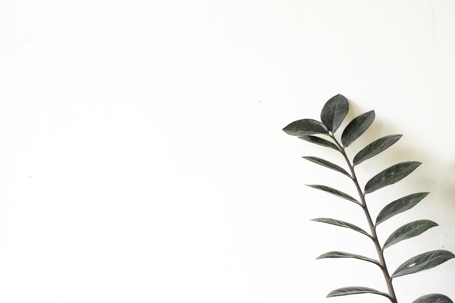 An empty white background for text template layout with leaf beside. Minimalist concept photo