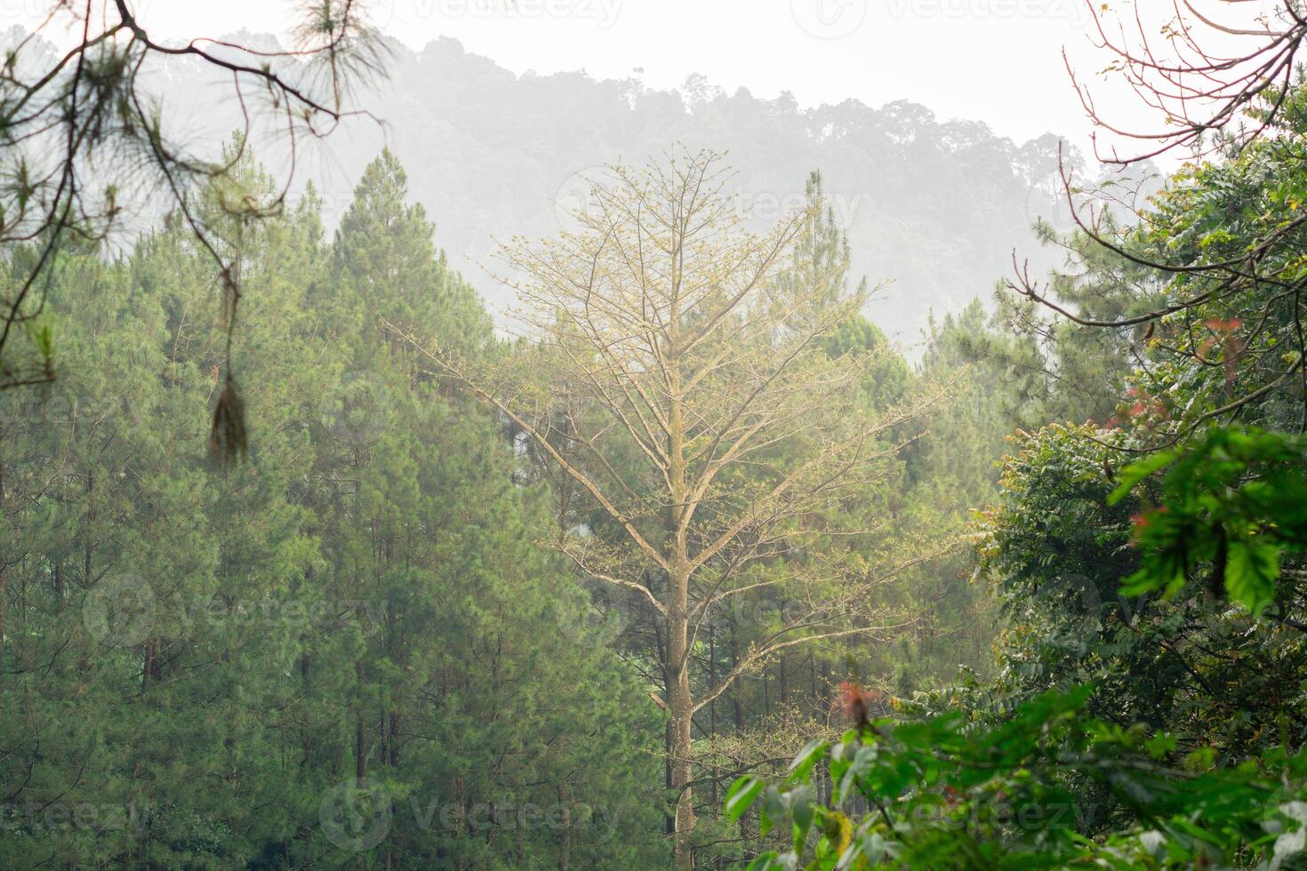 Beautiful background of forest pine trees with fog and silhouette nature photo