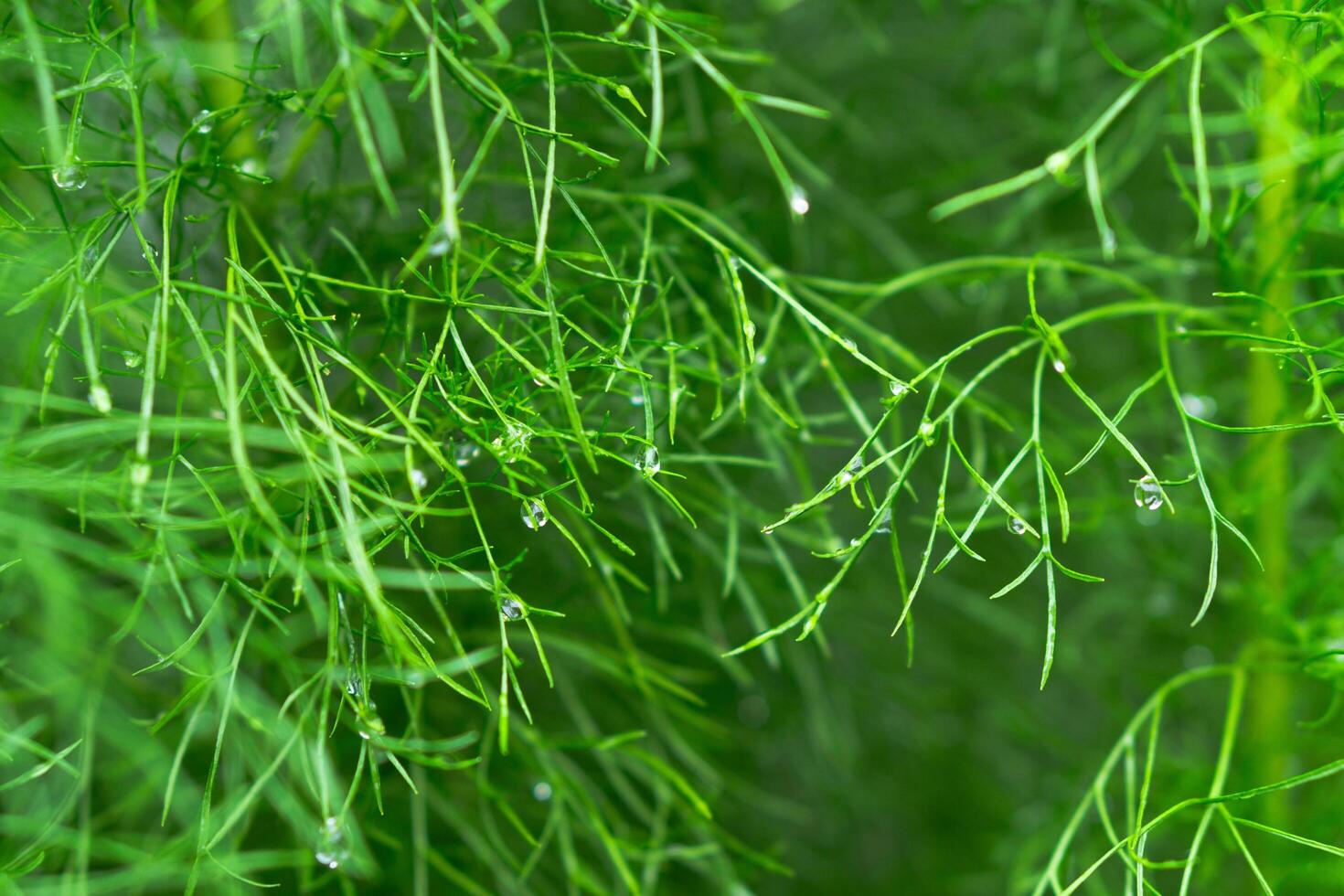 Beautiful blurry background of leaves in lush. Beauty in nature photo