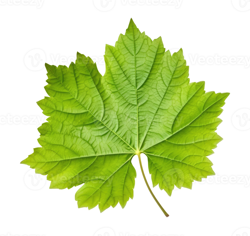 Green Grape Leaf png