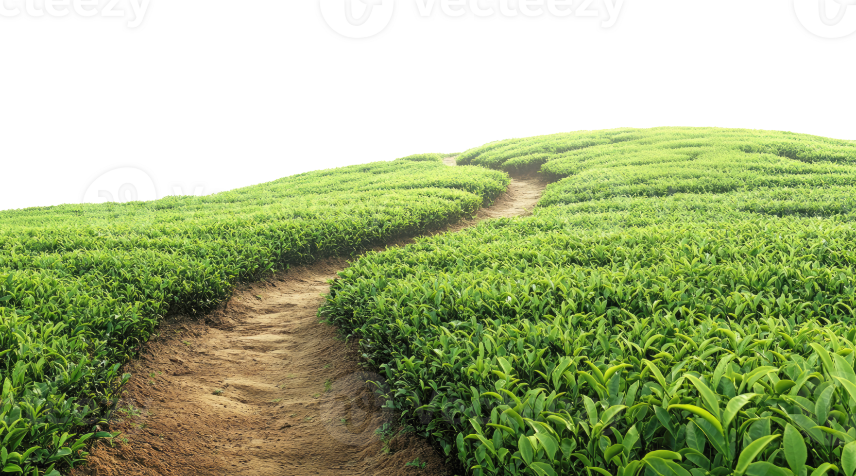 Path in tea plantation png
