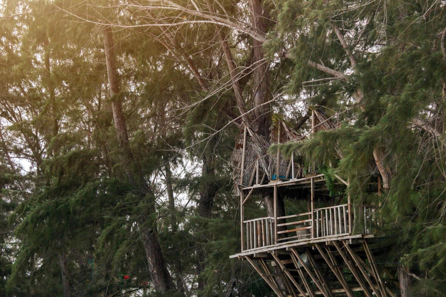 A rustic treehouse nestled high in the branches of a lush, green pine tree photo