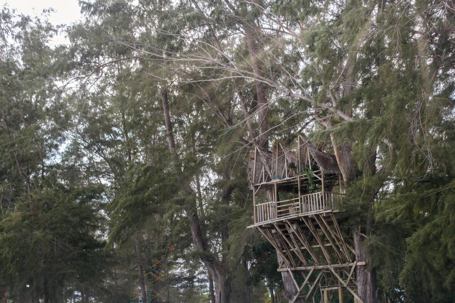 A rustic treehouse nestled high in the branches of a lush, green pine tree photo