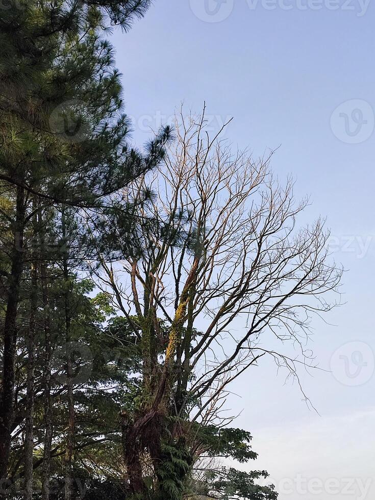 Bare Tree Branches Against Clear Sky photo