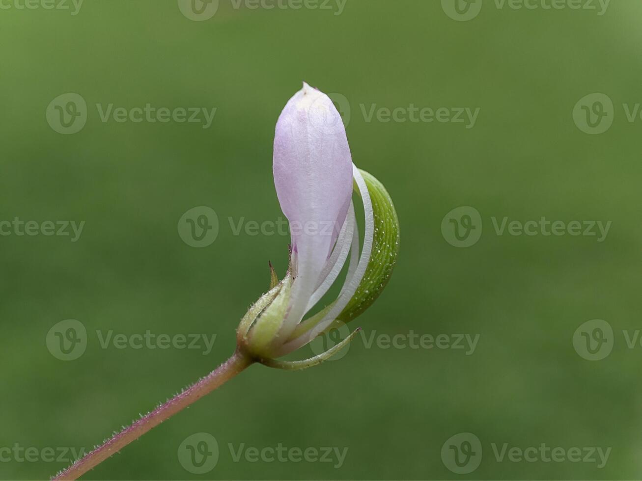 Delicate Cleome Flower Bud on Green Stem. photo