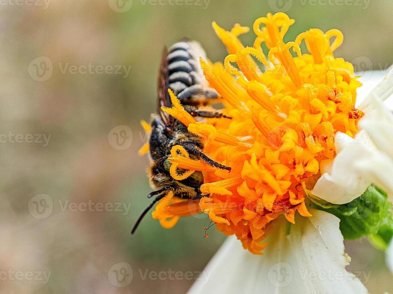 Close-up Bee Pollination of Flowers in Nature finding nectar photo