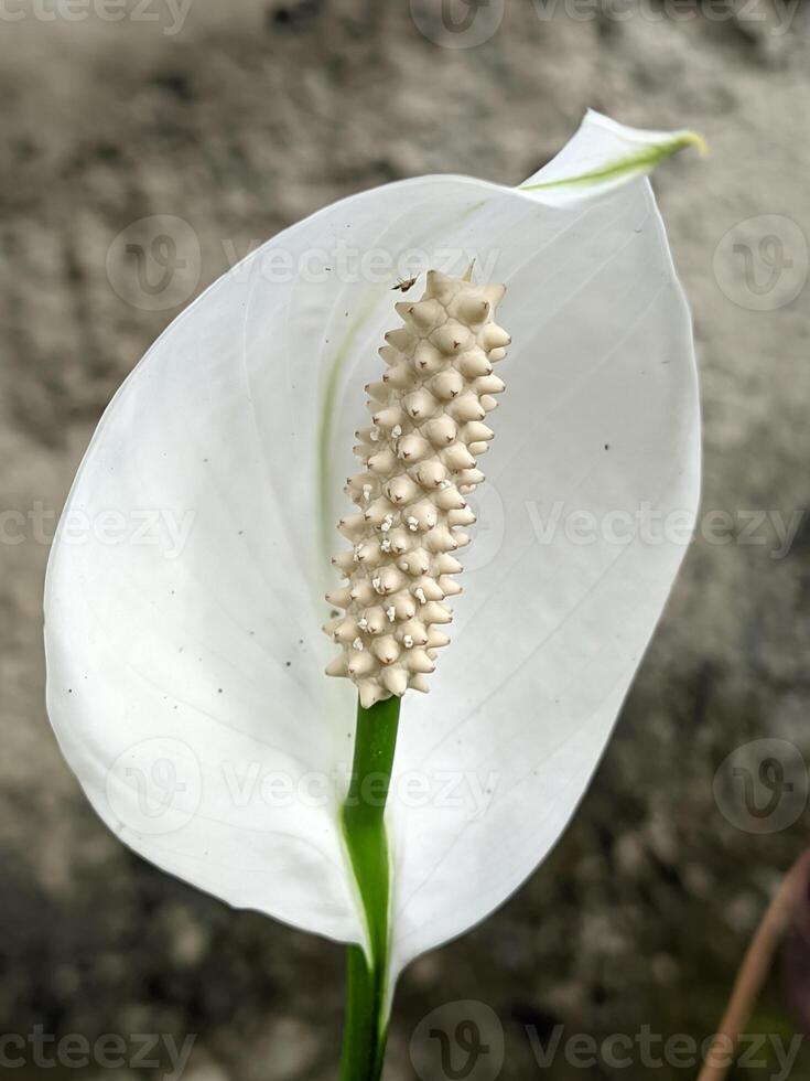 Elegant White Peace Lily Bloom. photo