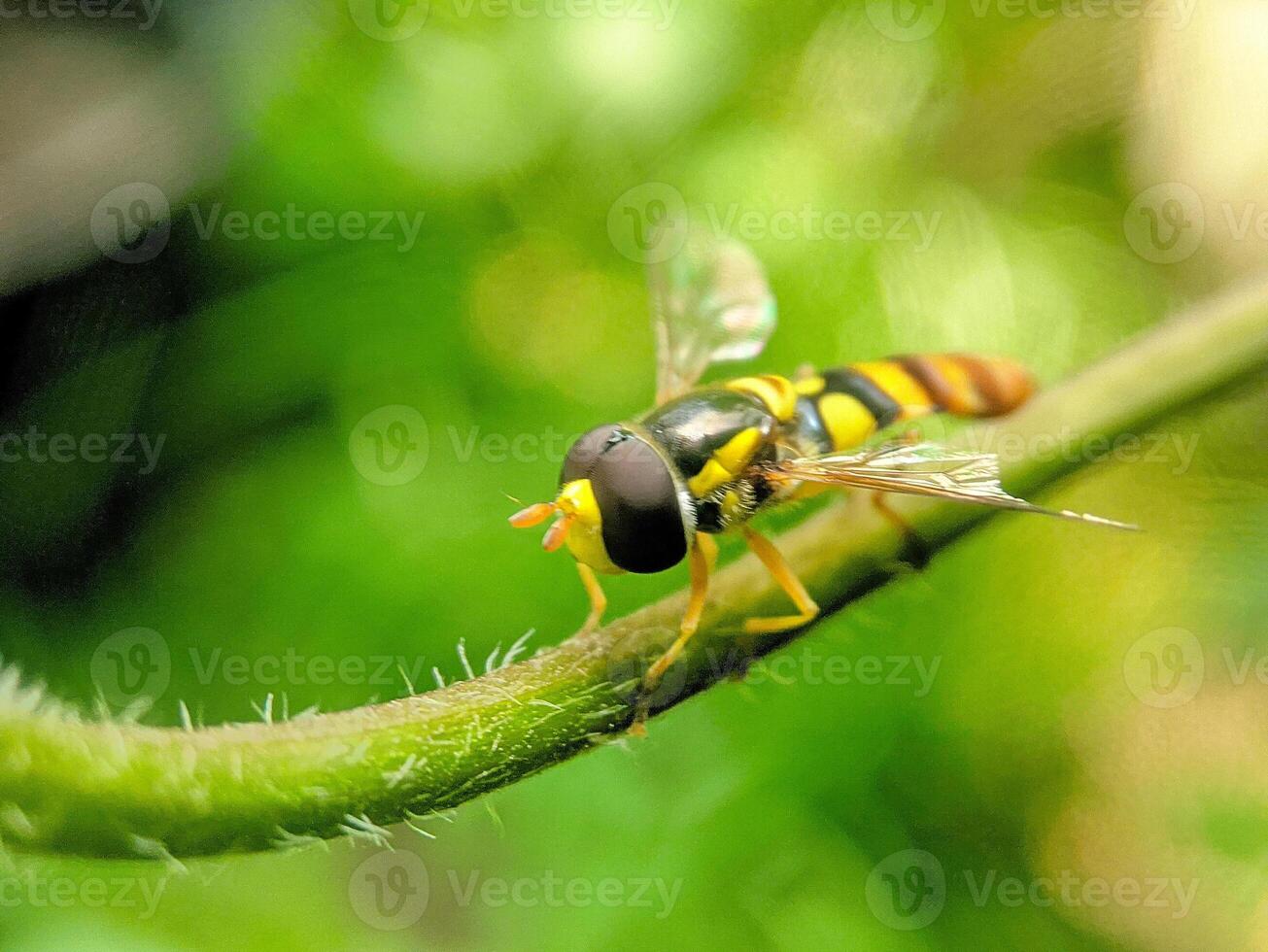 This image features a hoverfly perched on a green stem, highlighting its striking yellow and black colors. photo