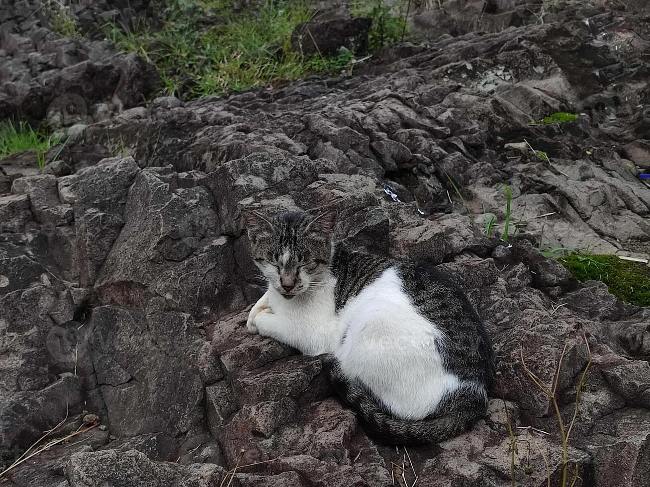 Cat Resting on Rocky Terrain. photo