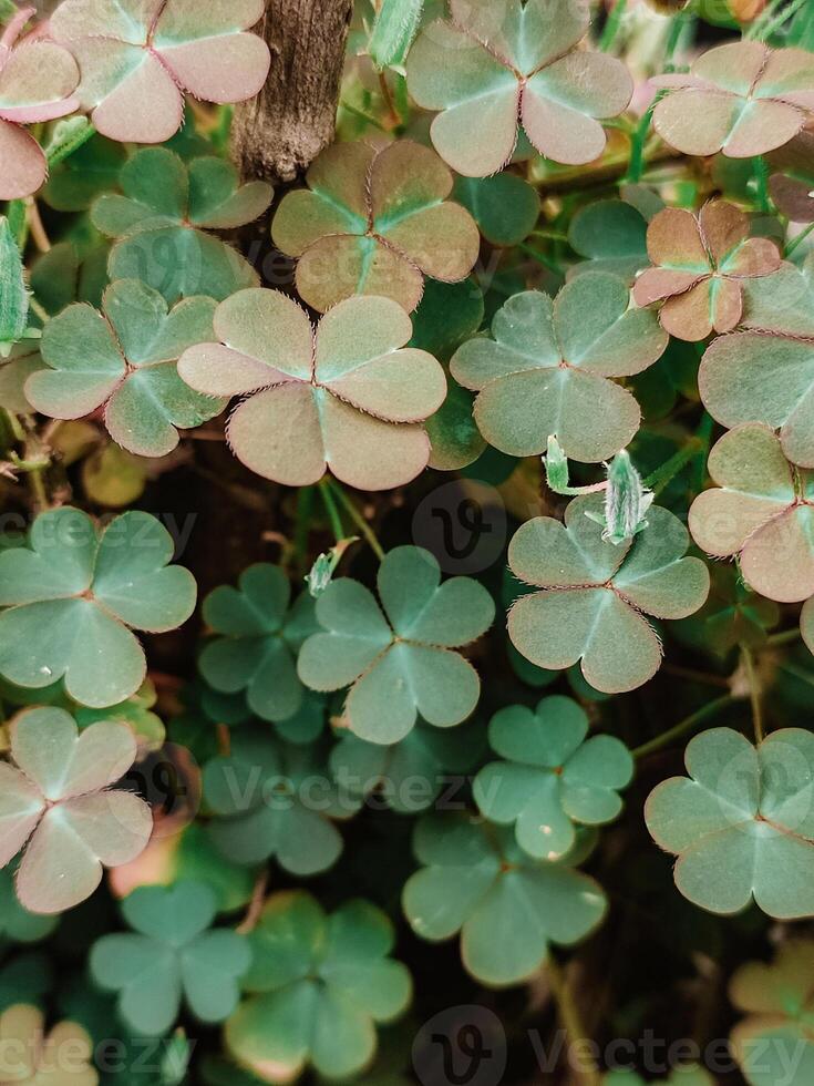 Vibrant Clover Leaves in Lush Greenery photo