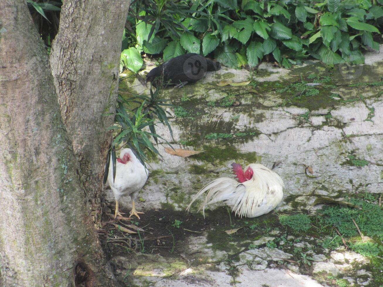 cemani chicken and white chickens Relaxing in a Garden. photo