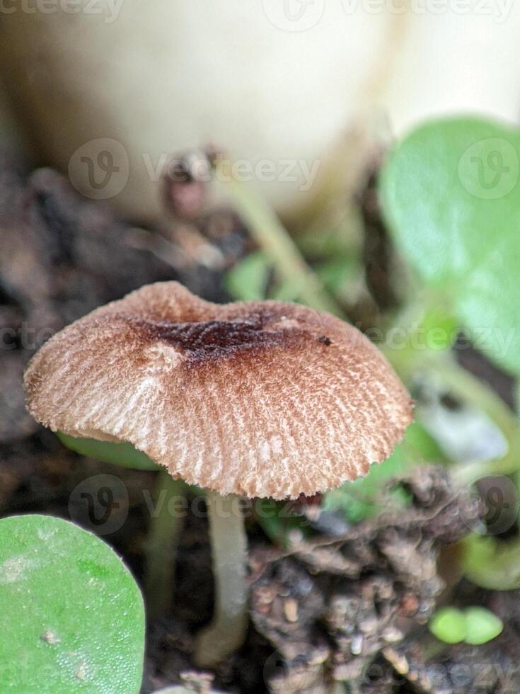 Brown Mushroom Emerging from Soil. photo