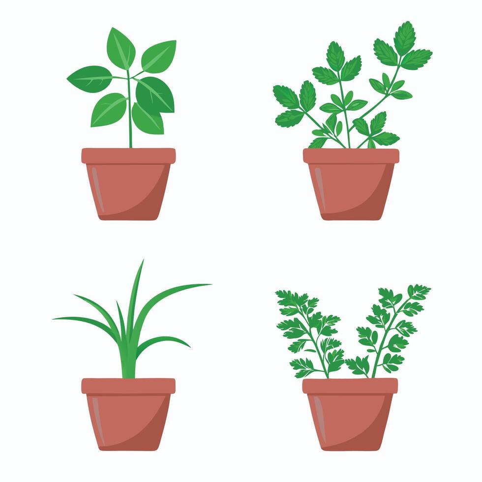 Herbs growing in pots against a white background vector