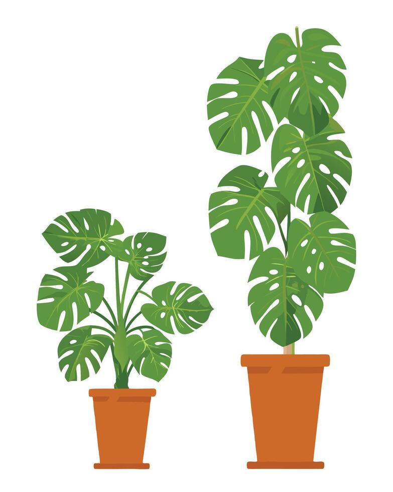 Monstera plant arrangement in pots with lush green leaves vector