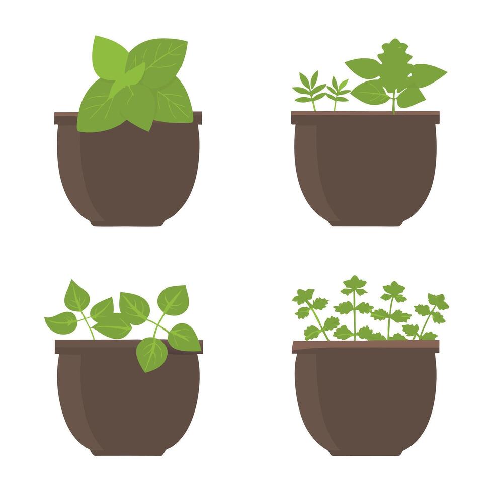 Fresh herbs growing in pots on a white background for culinary use vector