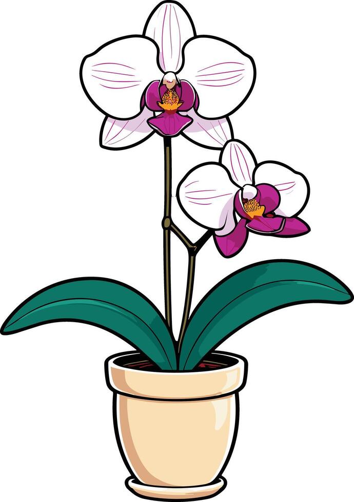 White and purple orchid plant in a simple pot vector