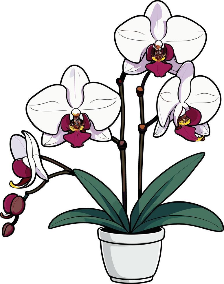 Bright white orchid in a simple pot on a clean background vector