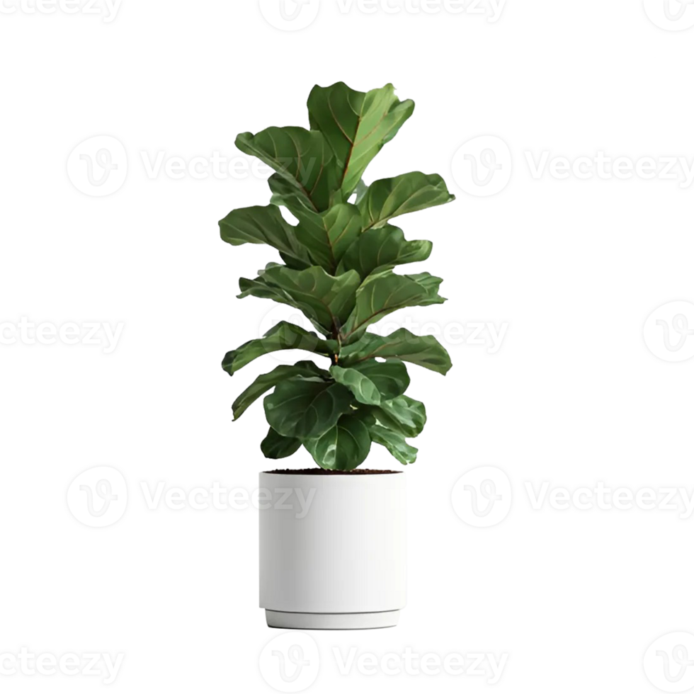 Ficus Lyrata, also known as the Fiddle Leaf, grown in a white pot. This modern indoor plant is isolated against a transparent background. png
