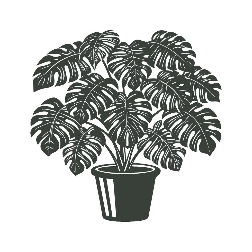 Monstera houseplant in a pot on white background. Botanical element for interior design. Monochrome black and white illustration. vector