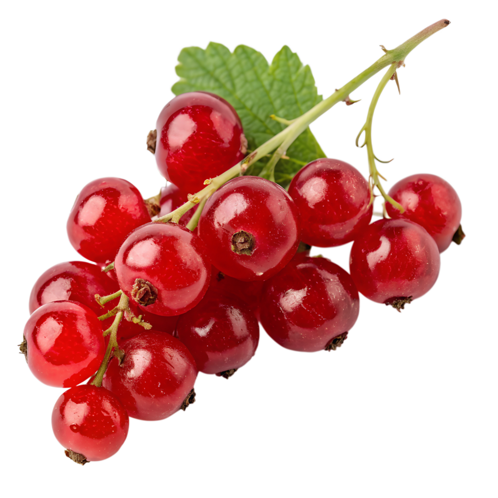 Brunch of ripe red currant isolated on the transparent background png