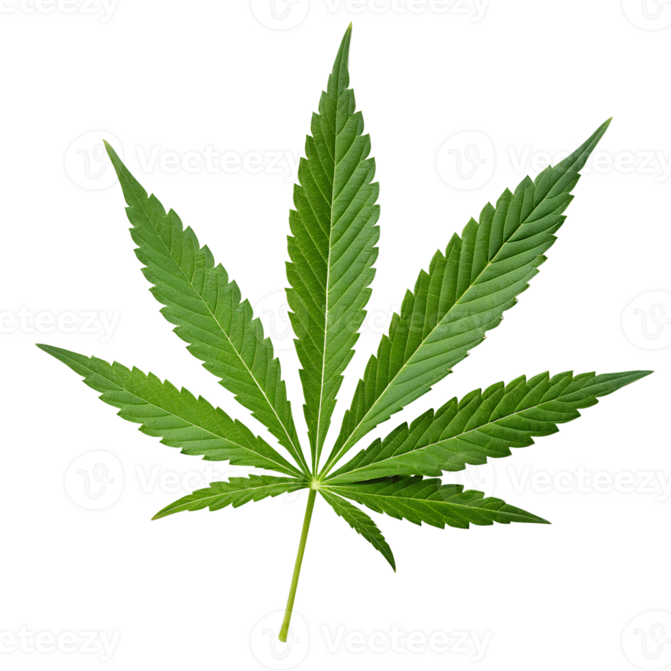 Green cannabis leaf isolated on the transparent background png