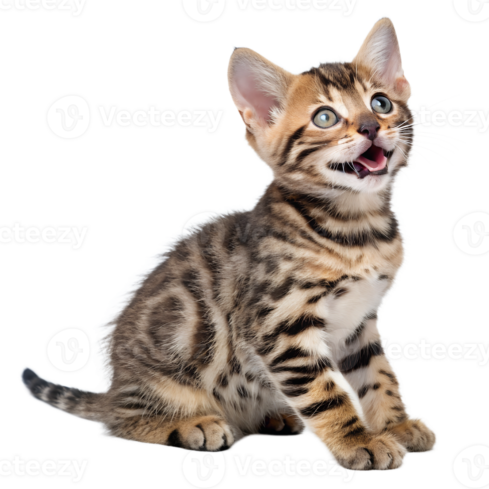 Adorable furry Bengal kitten isolated on the transparent background png