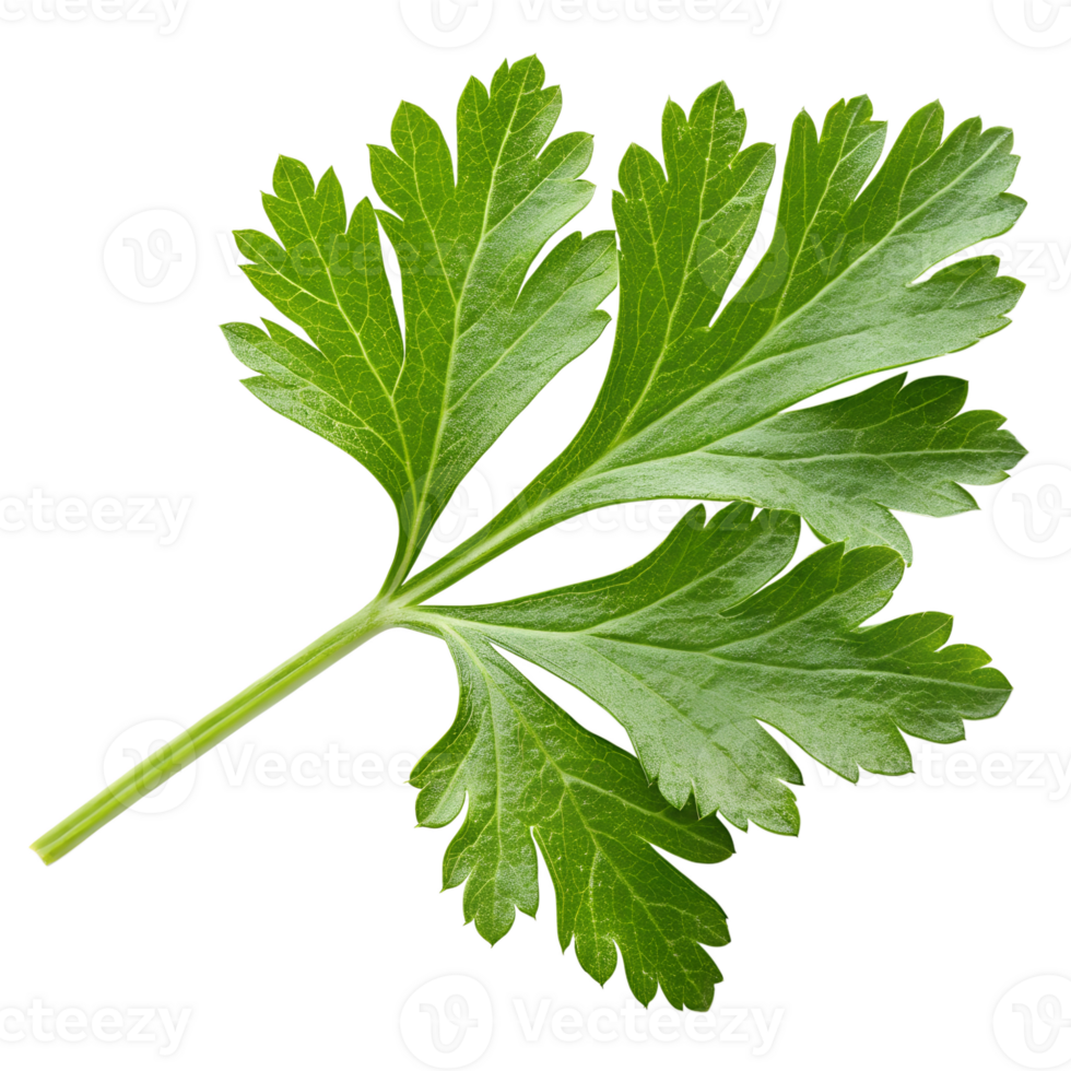 Fresh green parsley leaf herb isolated on the transparent background png