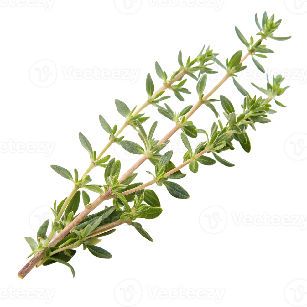 Fresh green thyme leaves herb isolated on the transparent background png