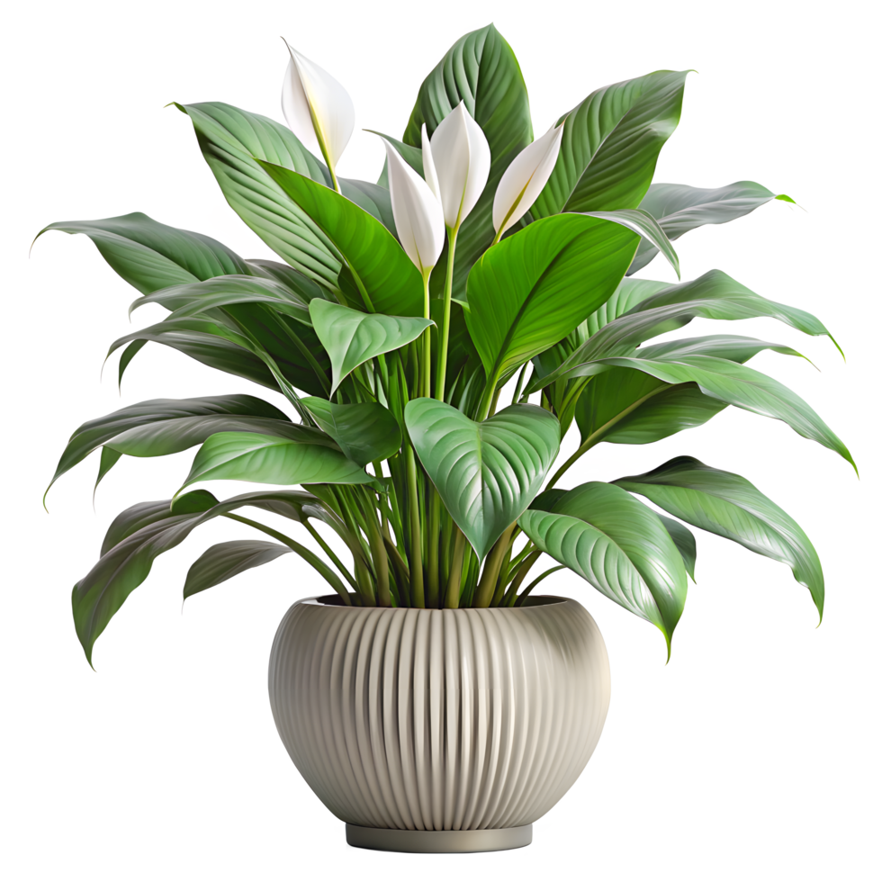 Elegant Peace Lily Plant With White Flowers in Modern Textured Pot png
