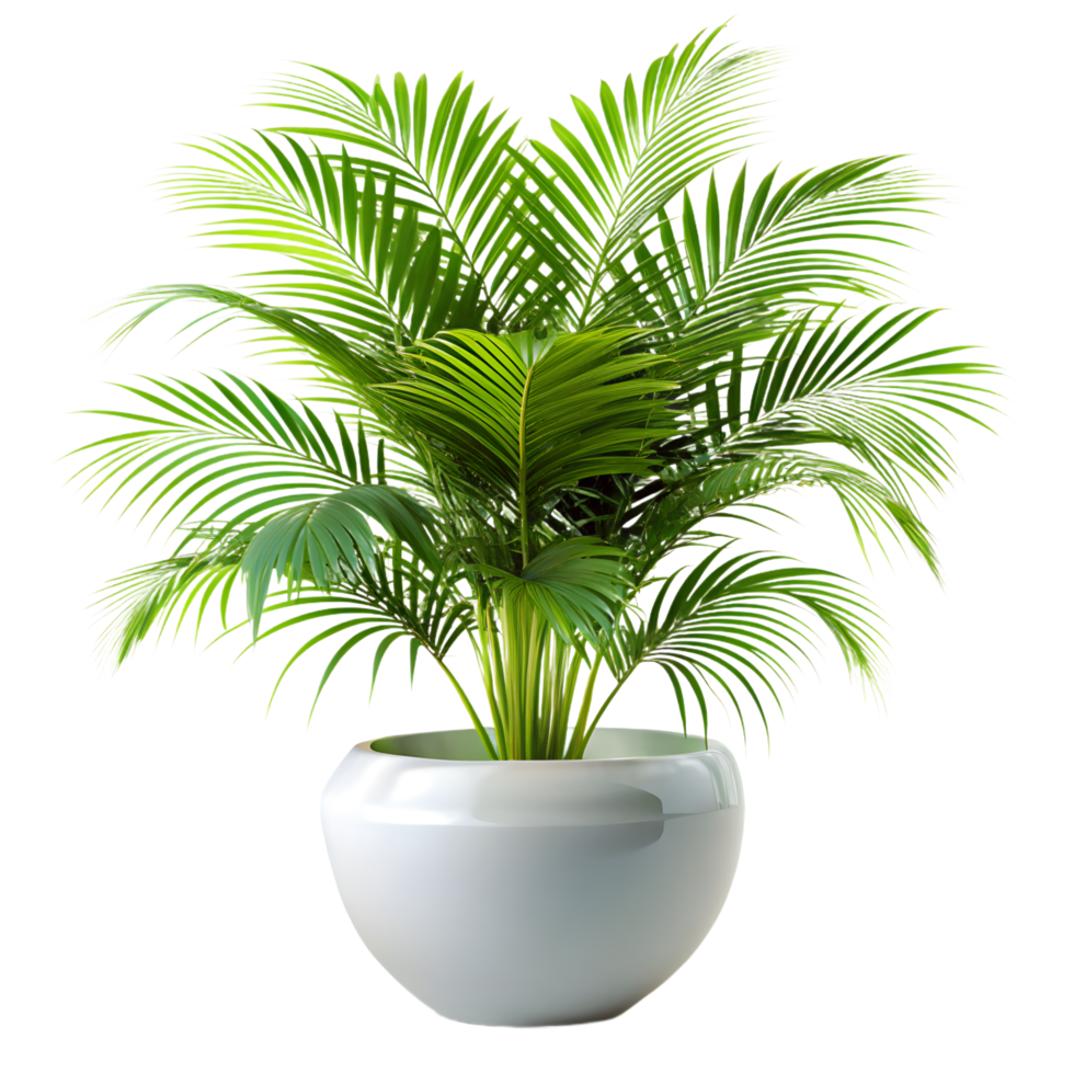Lush Green Areca Palm Tree in a Modern White Pot png