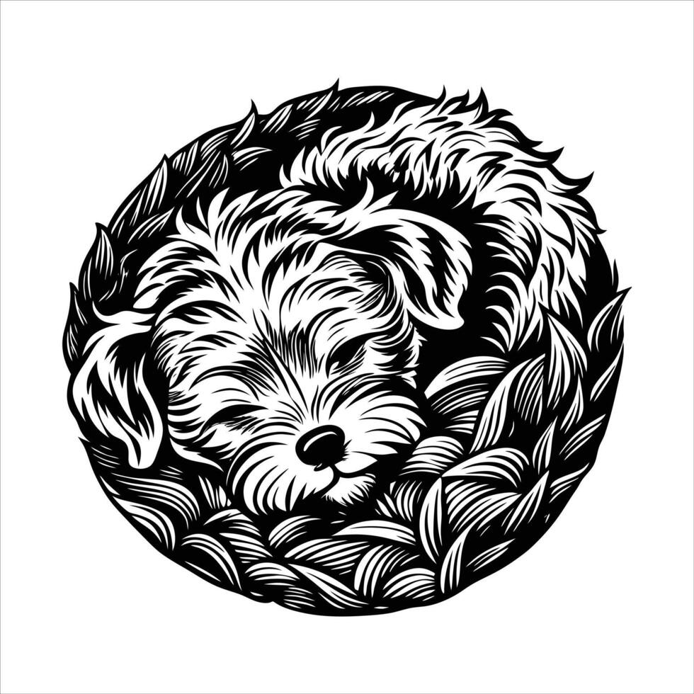 Bichon Frise Dog sleeping vector