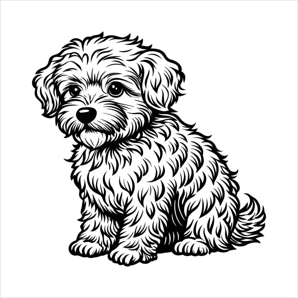 Bichon Frise Sitting Dog vector