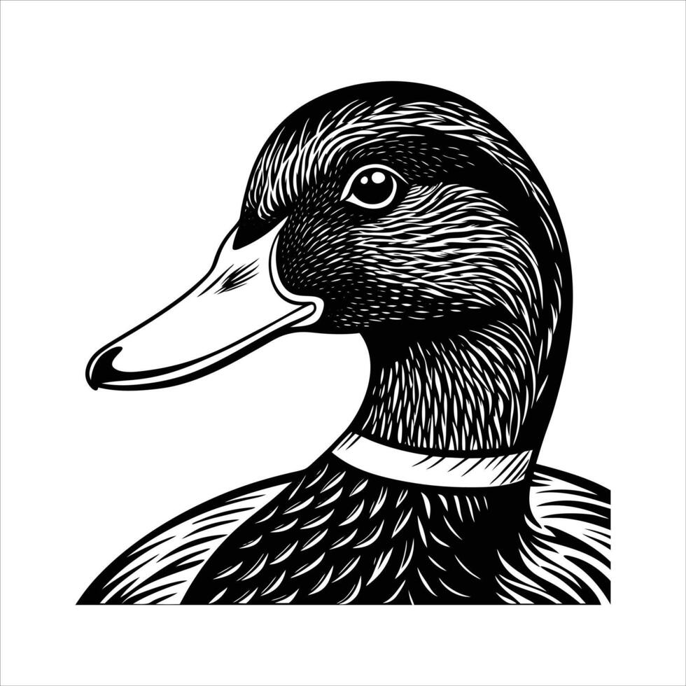 Mallard Duck Head. vector