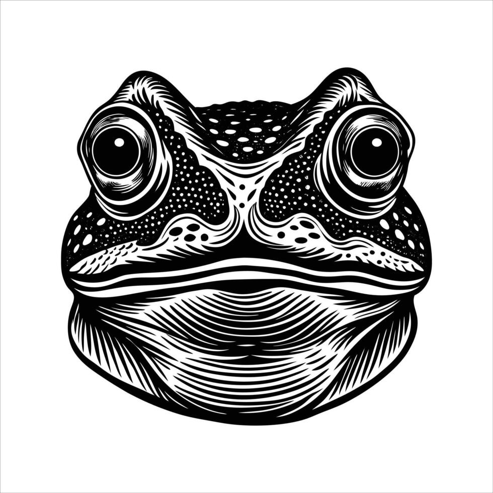Close Up Frog Face. vector