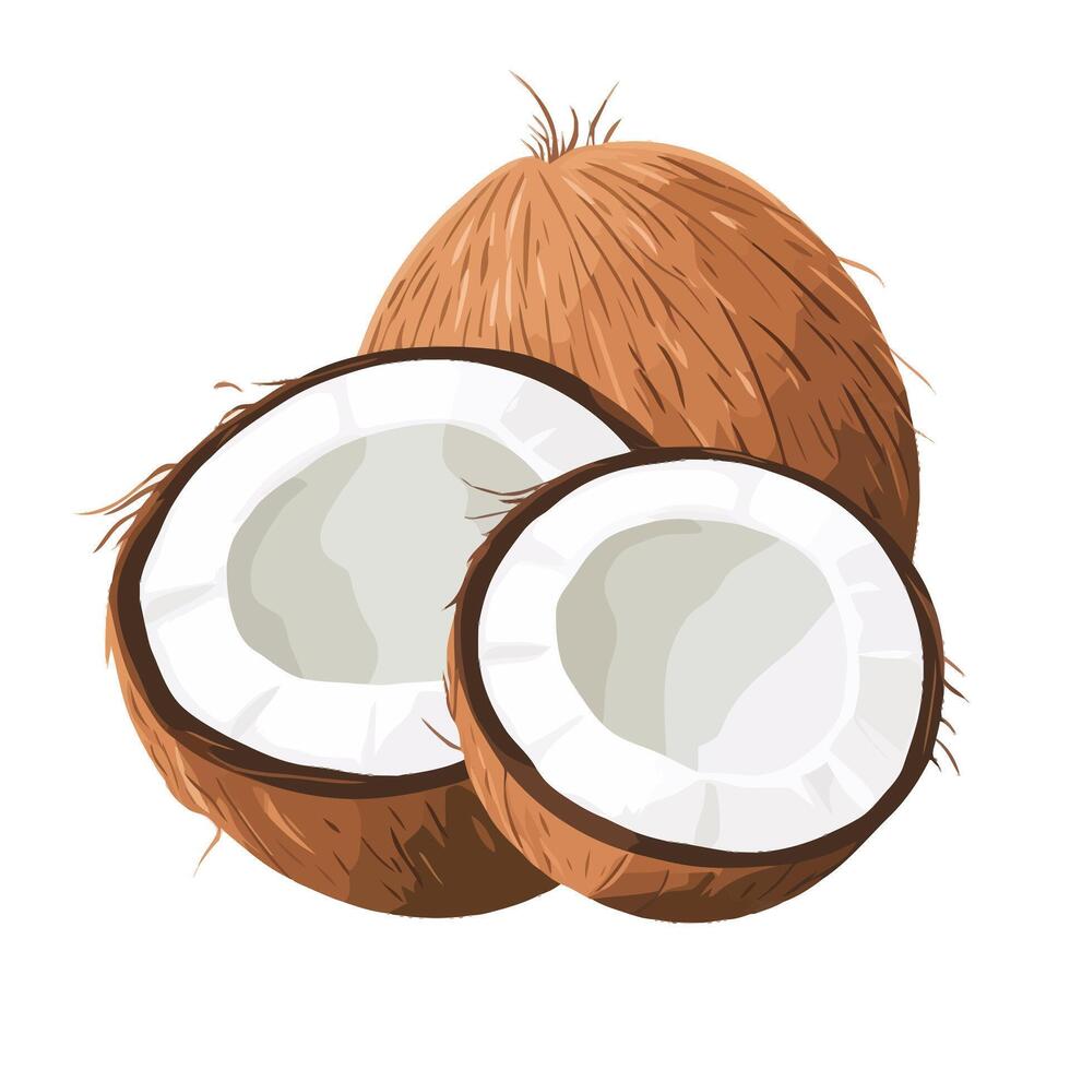 Tropical Coconut with Split Shell and White Flesh vector