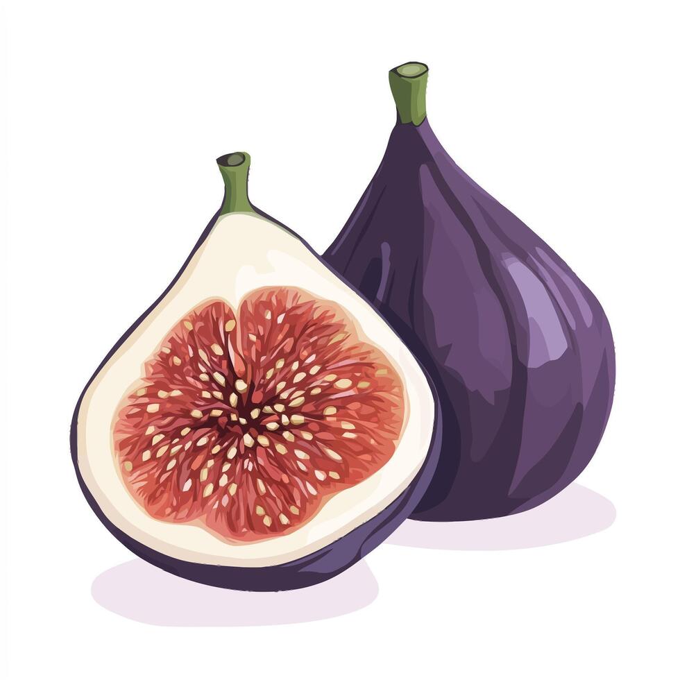 Purple Fig Halves Highlighting Juicy Seeds vector