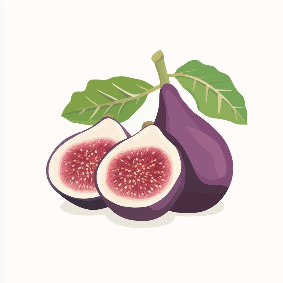 Juicy Purple Figs Cut to Reveal Seeds vector