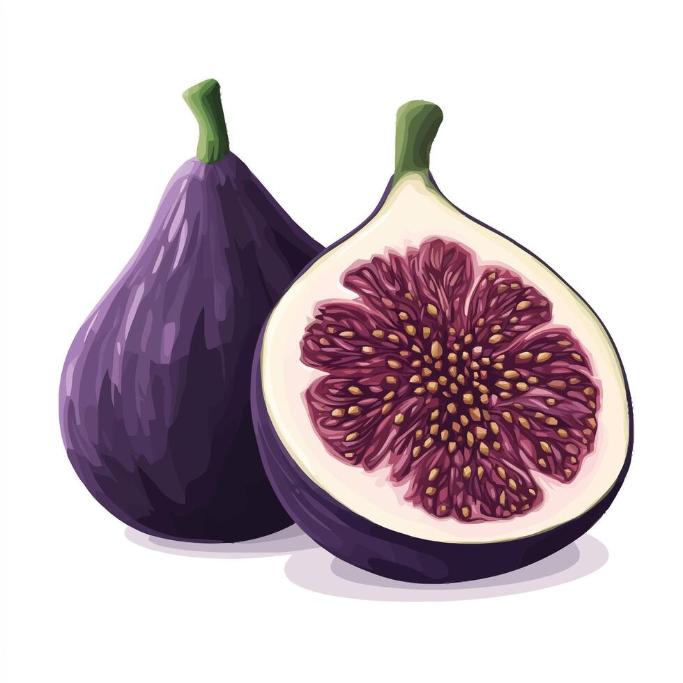 Delicious Purple Figs with Textured Interior vector