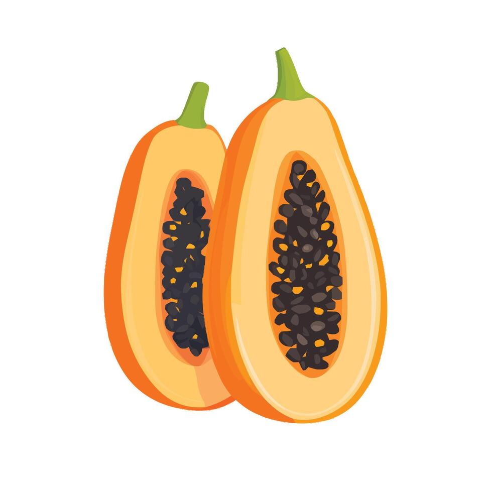 Tropical Fruit Papaya with Seeds Highlighted vector