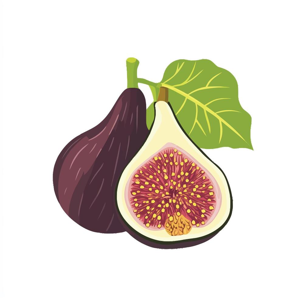 Fresh Purple Fig Halves with Vibrant Interior vector