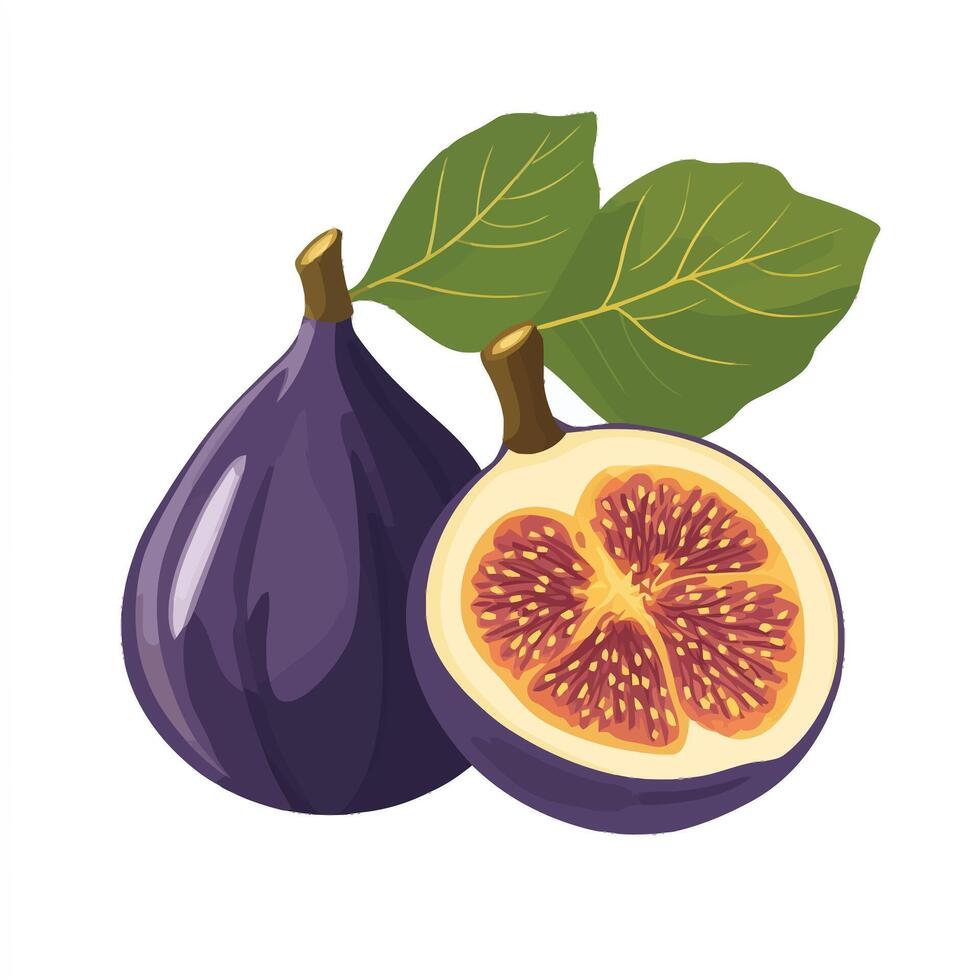 Sweet and Juicy Figs with Exposed Interior vector