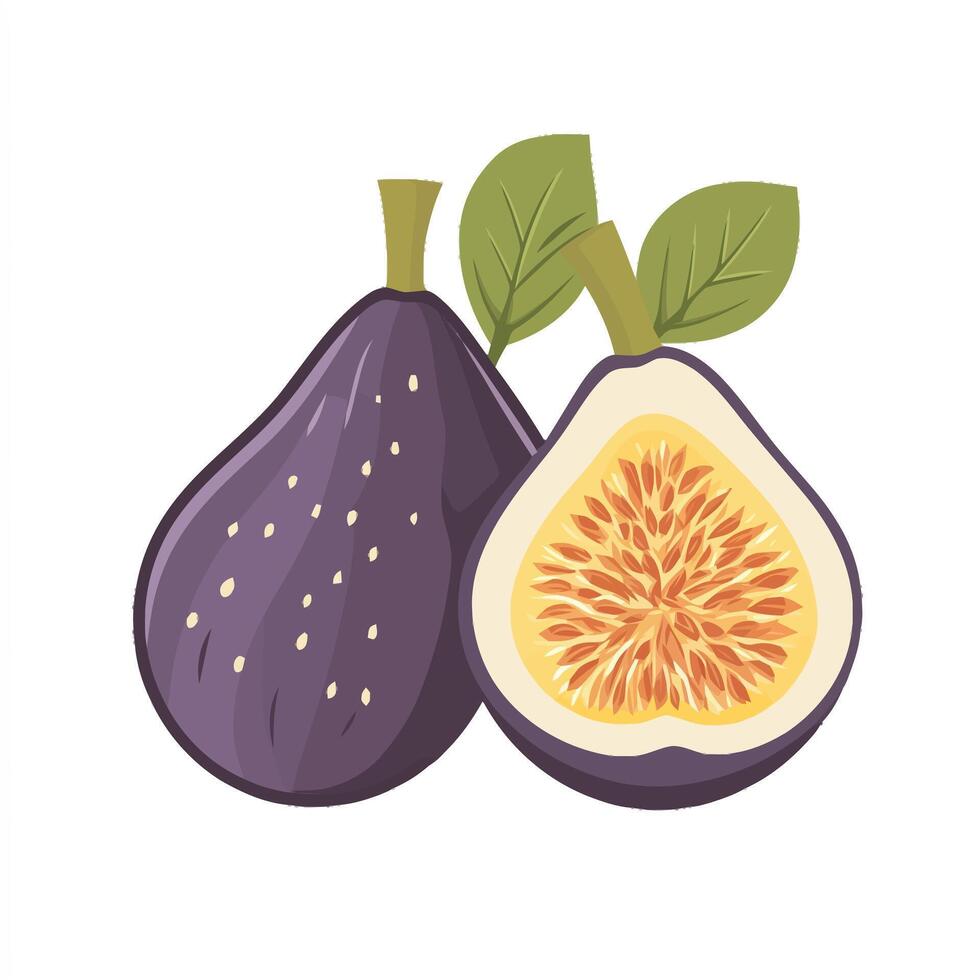 Ripe Fig Halves with Bright and Sweet Flesh vector
